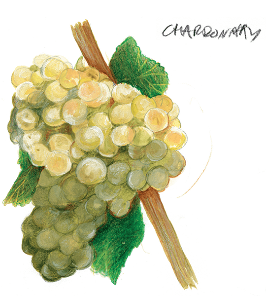 Chardonnay