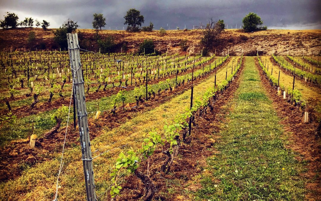 Légende : Vignoble à Chateaugay sur sol présentant des pépérites © Photo : Étienne Rachez