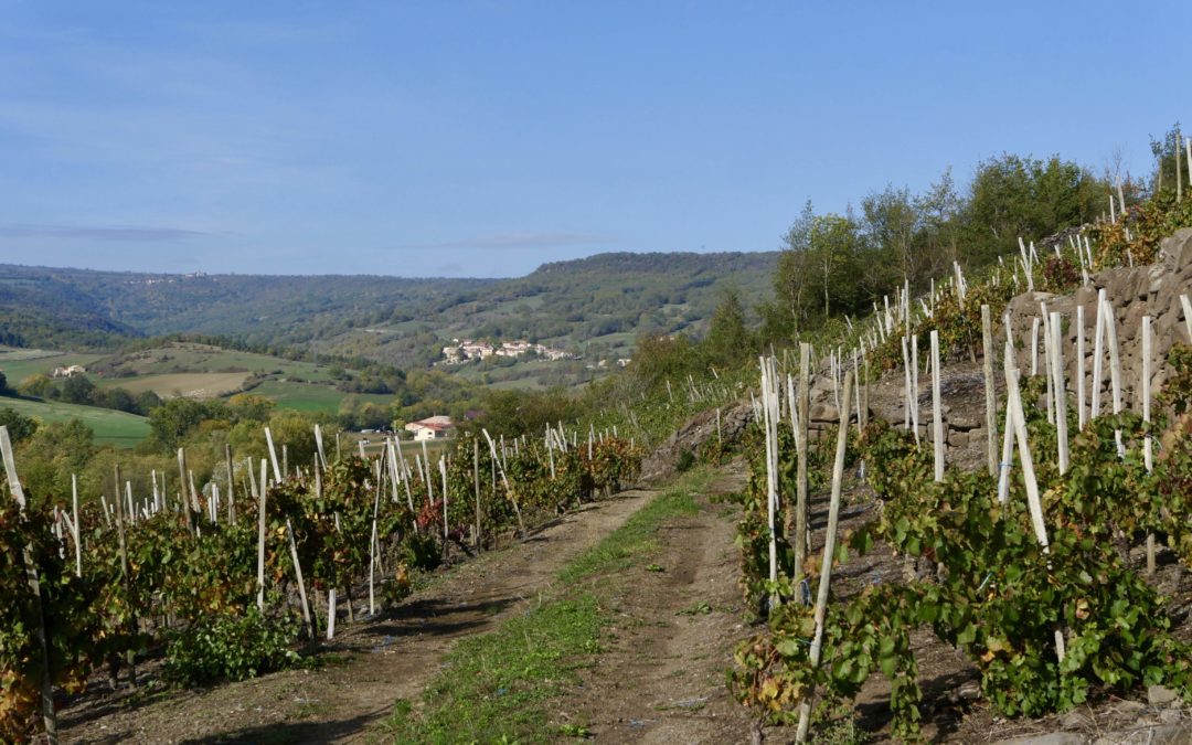 Les coteaux de Boudes sont installés sur les flancs d’une ancienne coulée de basalte provenant des volcans du Cézallier, aujourd’hui en inversion de relief.